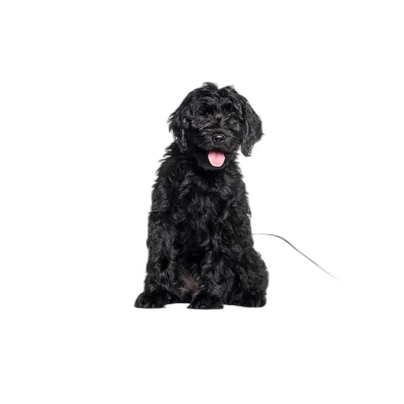 Banheiro Animal Lavável Pet Em Oferta 1un M - 60 X 80 Cm