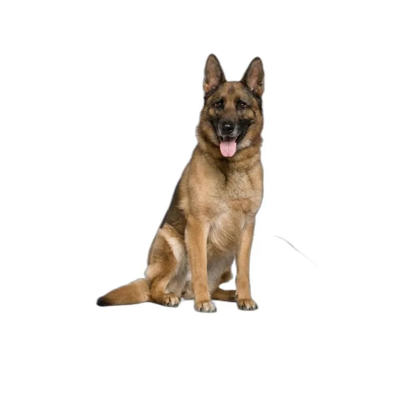 Banheiro Animal Lavável Pet Em Oferta 4un G 90x100cm