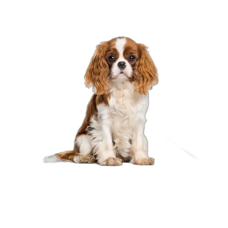 Tapete Para Pets Lavável Canino Em Oferta 5 Un P 50x60cm