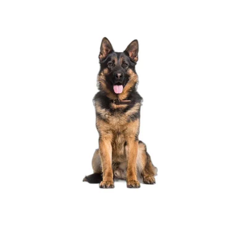 Tapete Para Pets Lavável Higiênico Prático 1 Un G 90x100cm