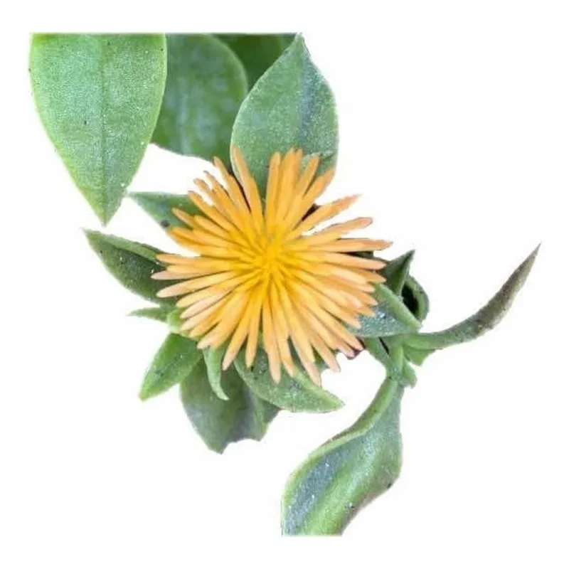 Muda De Rosinha Do Sol Amarela Suculenta Rara Cresce Rápido