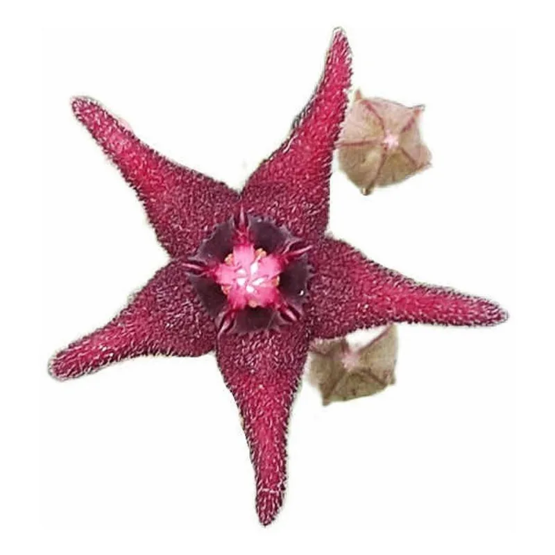 Orbea Subterrânea Suculenta Ascleps Rara Coleção Flor Vermel