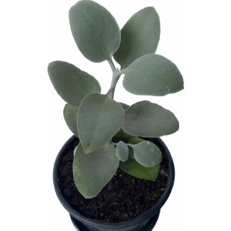 Suculenta Colher De Prata -kalanchoe Bracteata Planta Sucule