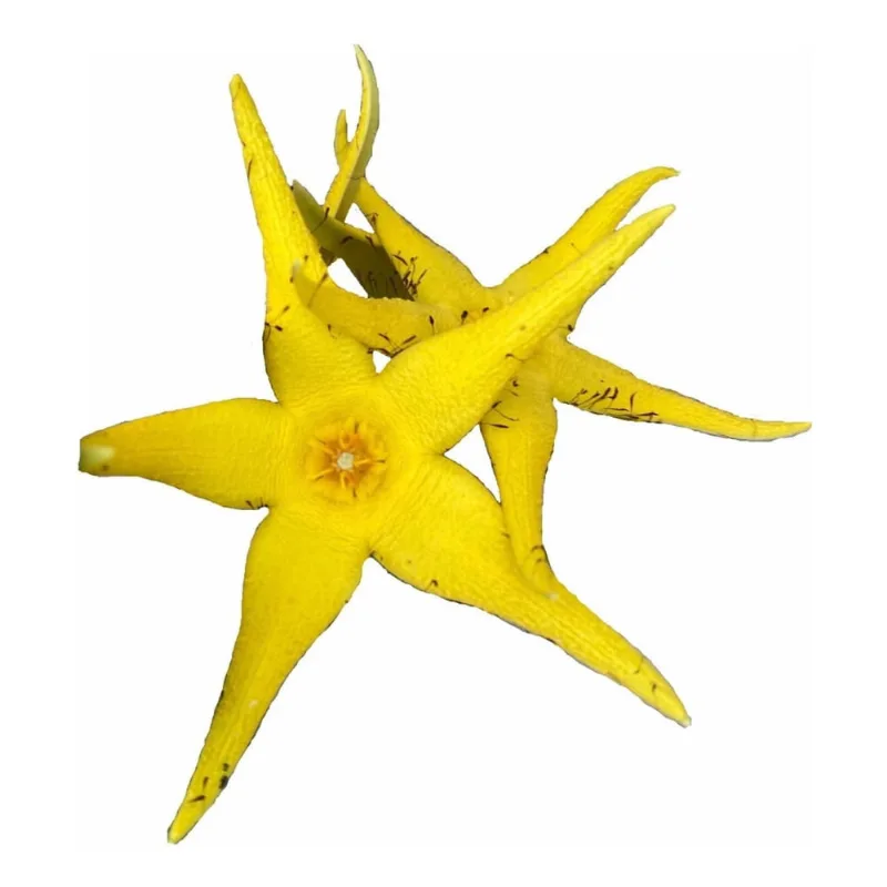 Suculenta Orbea Lutea Muda Flor Amarela Rara Asclep Rara