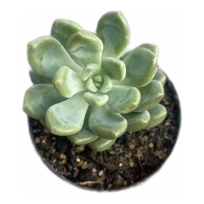 Suculenta Pachyphytum Glutinicaule 1 Muda Pote 11 Com Pruína