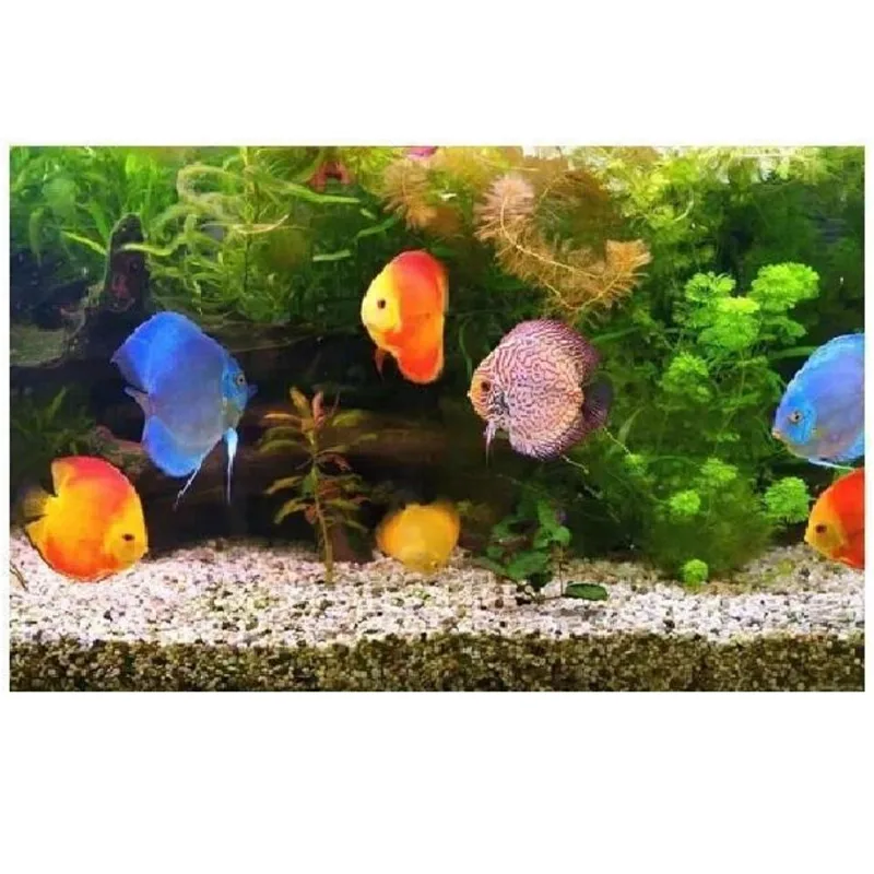 Cascalho De Rio Para Aquários Terrarios E Jardim N2 1kg