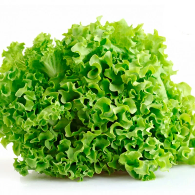 Lechuga orgánica 450 grs