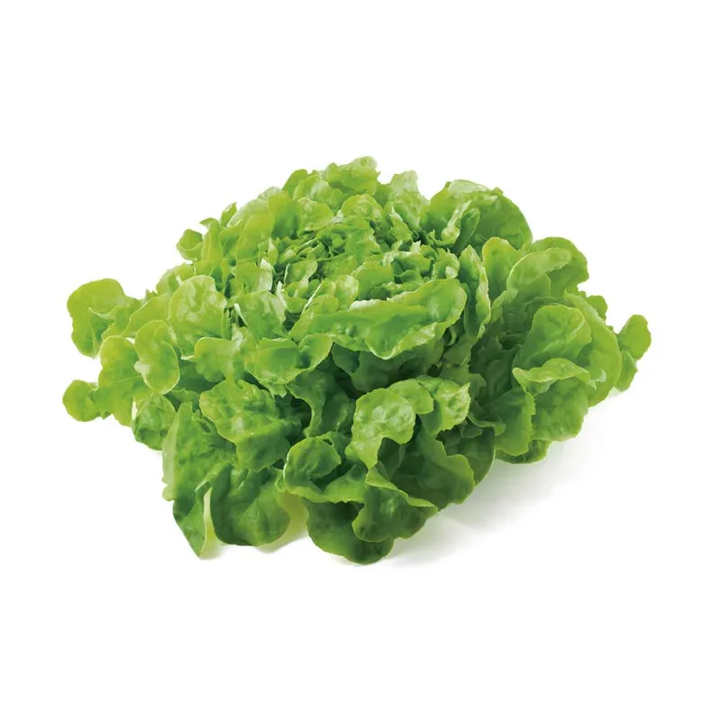 Lechuga Mantecosa Sueño Verde Lechuga Mantecosa