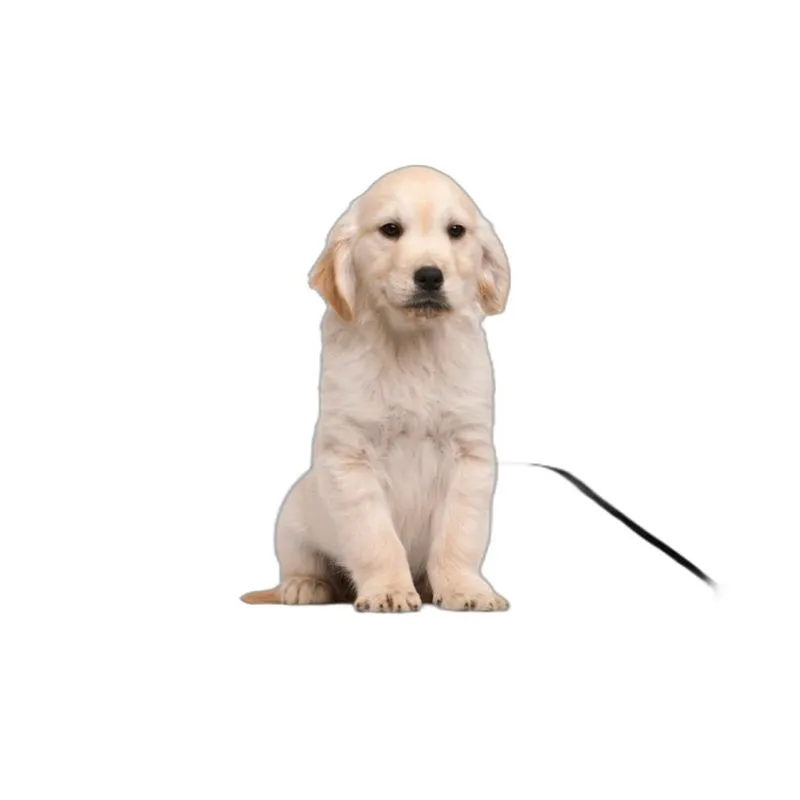 Banheiro Para Cães Higiênico Lavável 4 Un P - 50 X 60 Cm