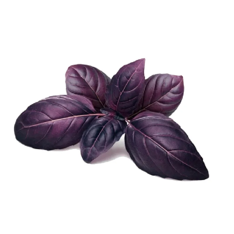 Albahaca Morada 50 Grs Albahaca Morada Bolsa 50 Gr