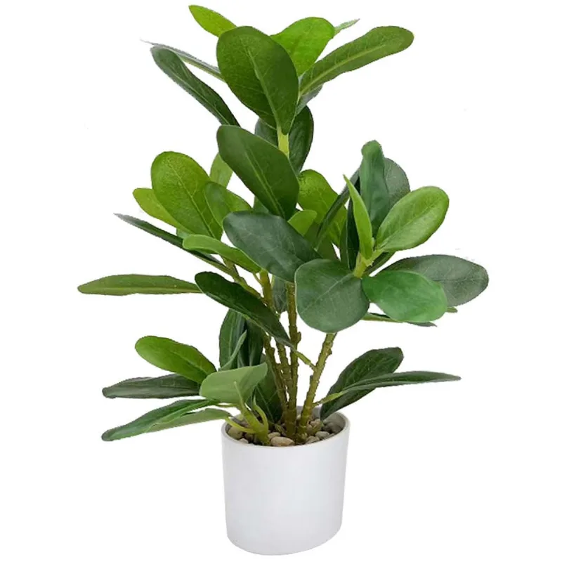 Planta En Maceta D2