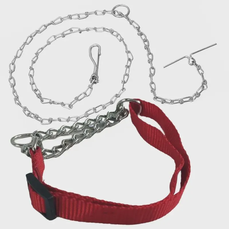 Coleira Cao Cachorro Guia Kit Passeio Dog Semi enforcadora Ajustavel Aço Zincado Rua Treinamento