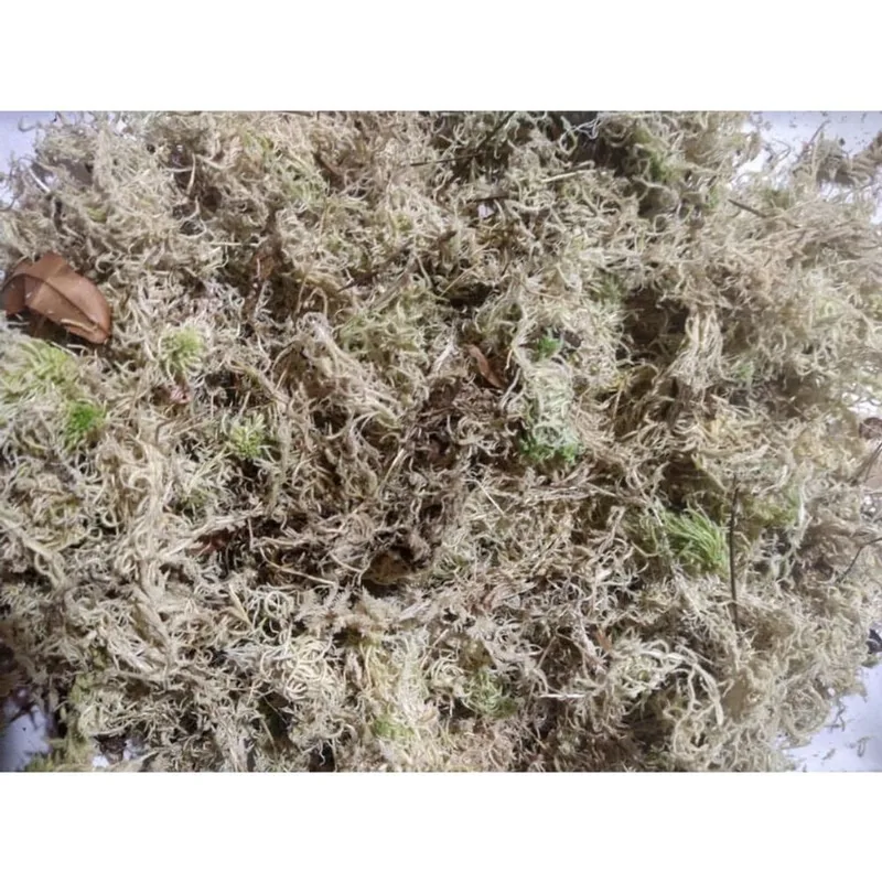 Musgo Esfagno Orquídeas Carnívoras Pets Arranjos 10L - 250G