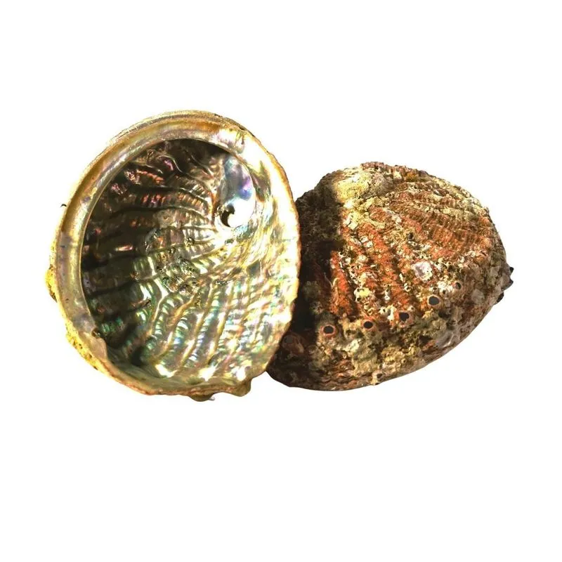 Concha Abalone Natural Orelha Do Mar 11cm