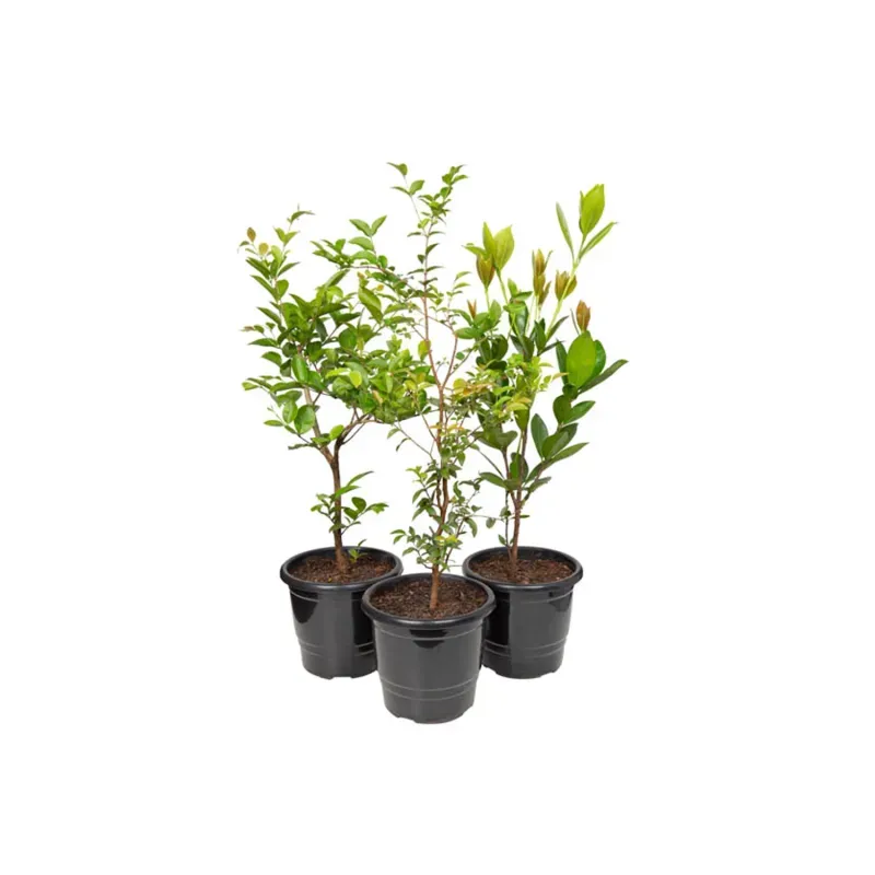 Frutiferas Variado Natural Pote 17 Único