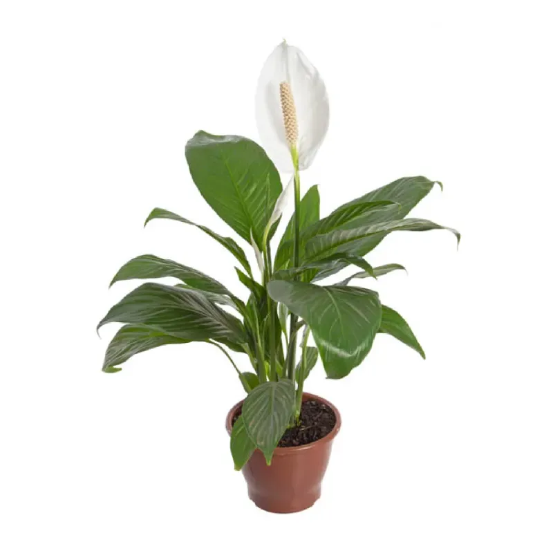 Spathiphyllum com Flor - Lírio da Paz - Pote 19 Único