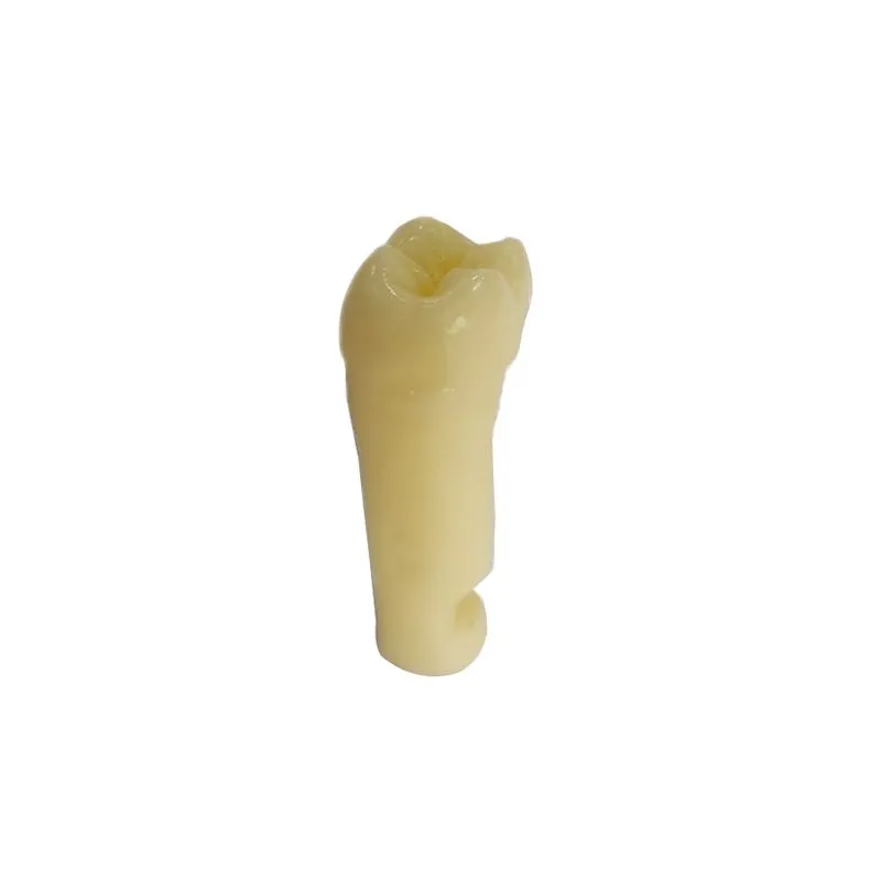 Dente Para Manequim De Dentistica 37 - Pronew