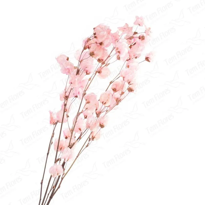 250 Flor de Bougainville Desidratado para Árvore francesa