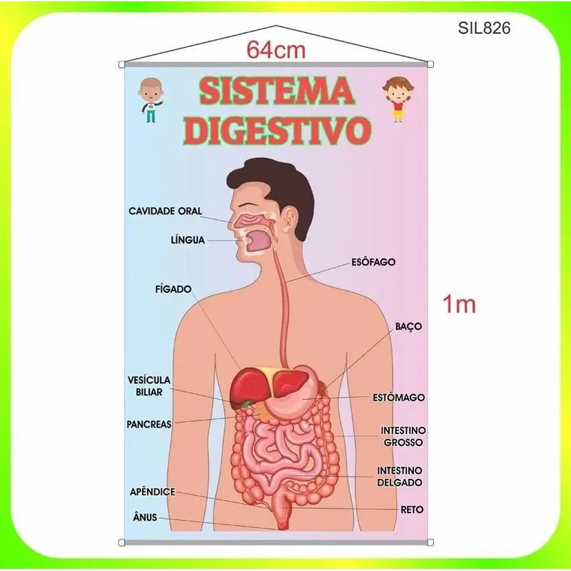 Banner Pedagógico Impresso Escolar Sistema Digestivo Sil826