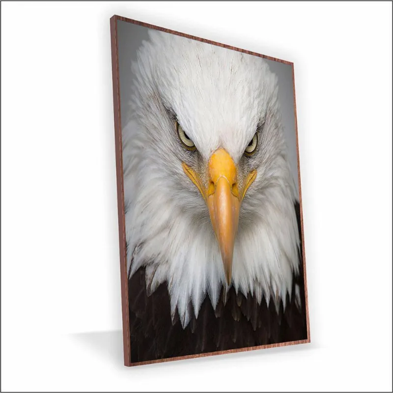 Quadro águia Canvas Com Vidro Tamanho-moldura 40x30 Caixa Cor Madeira