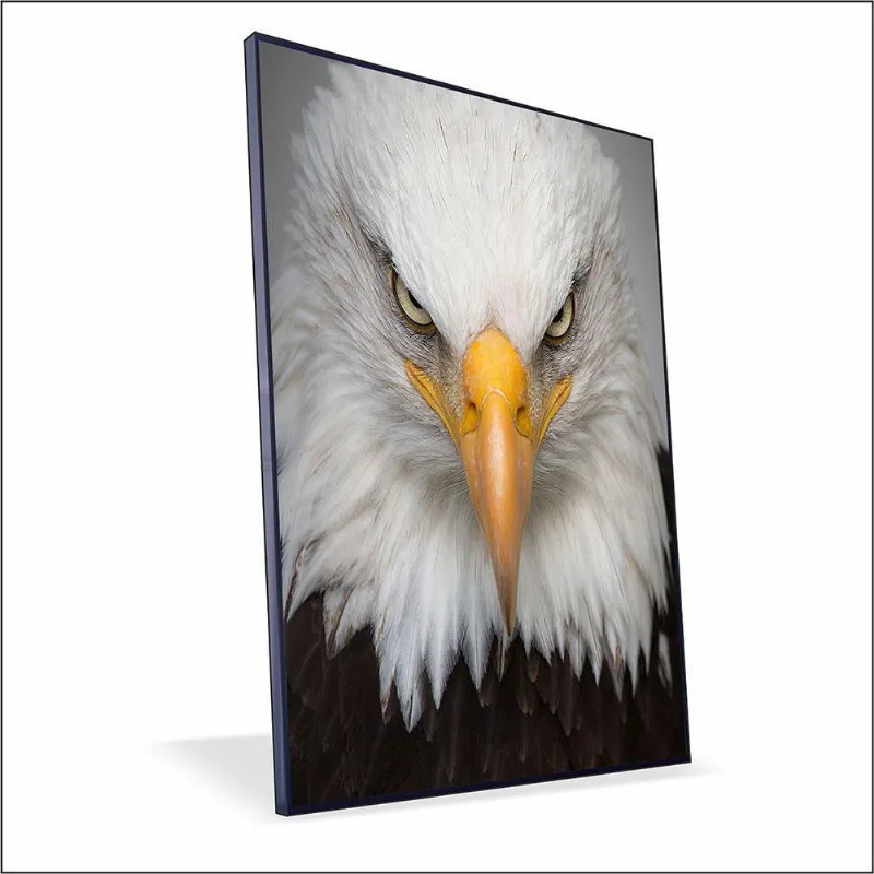 Quadro águia Canvas Sem Vidro Tamanho-moldura 150x100 Caixa Cor Preta