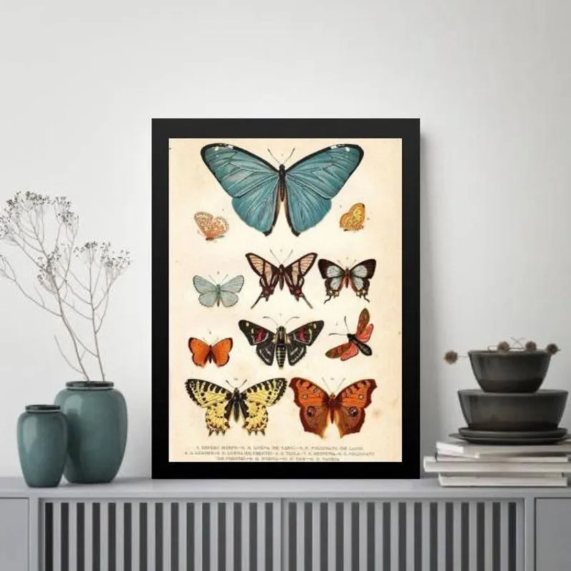 Quadro Borboletas Diversas - Vintage 24X18Cm - Com Vidro