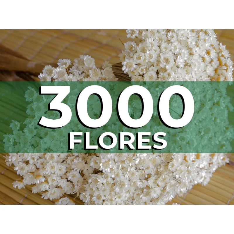 2000 Mosquitinhos Flor Sempre Viva Natural - 3000