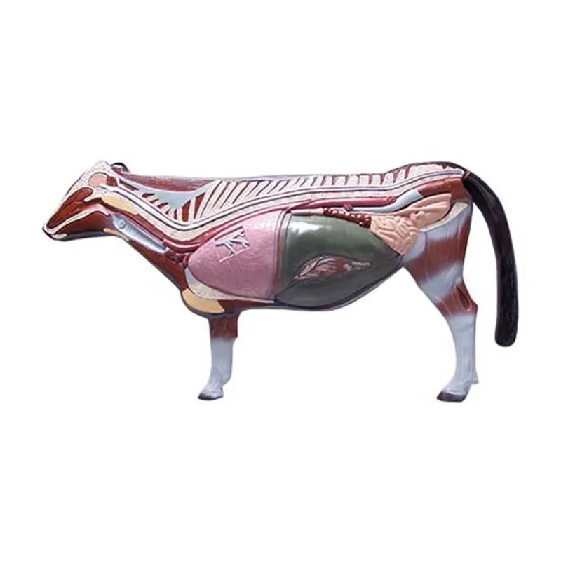 Modelo Anatomia Do Gado Estudo Veterinaria - 3602