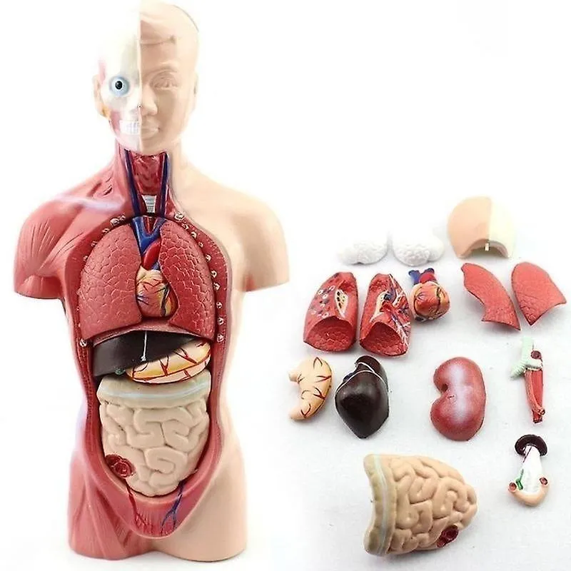 28cm Human Torso Anatomy Model - Heart Brain And More