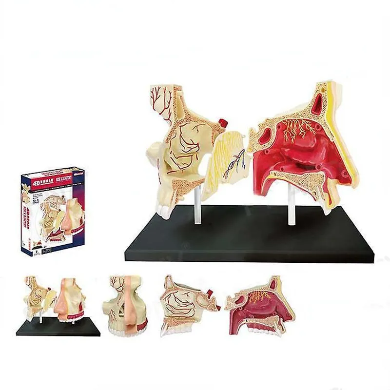 4d Human Anatomy Model Diy Toy - Body Educational Set