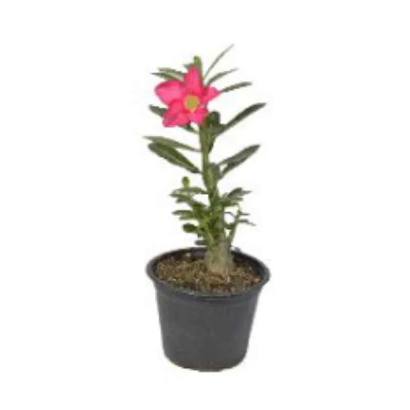 Rosa Do Deserto P14