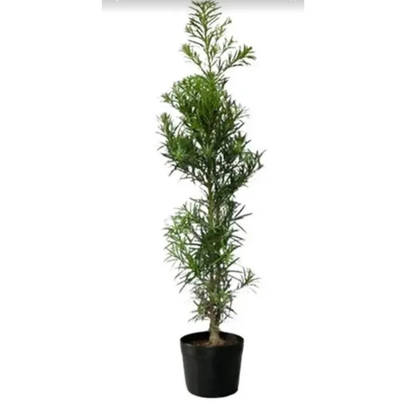 Mudas de Podocarpo para Decoração e Jardins 16 un