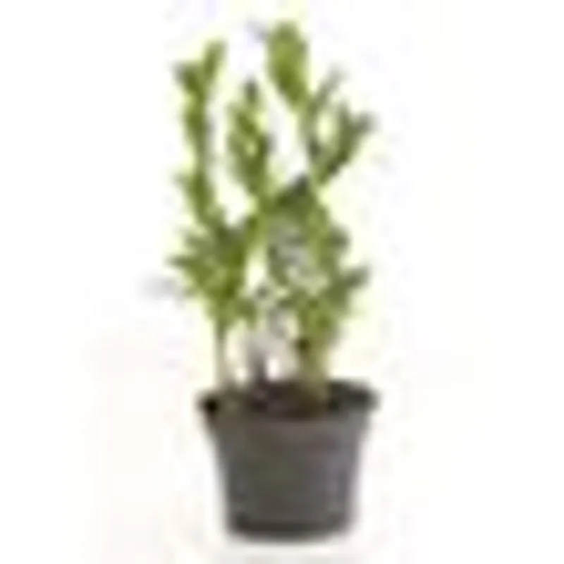 Zamioculcas Pote 11