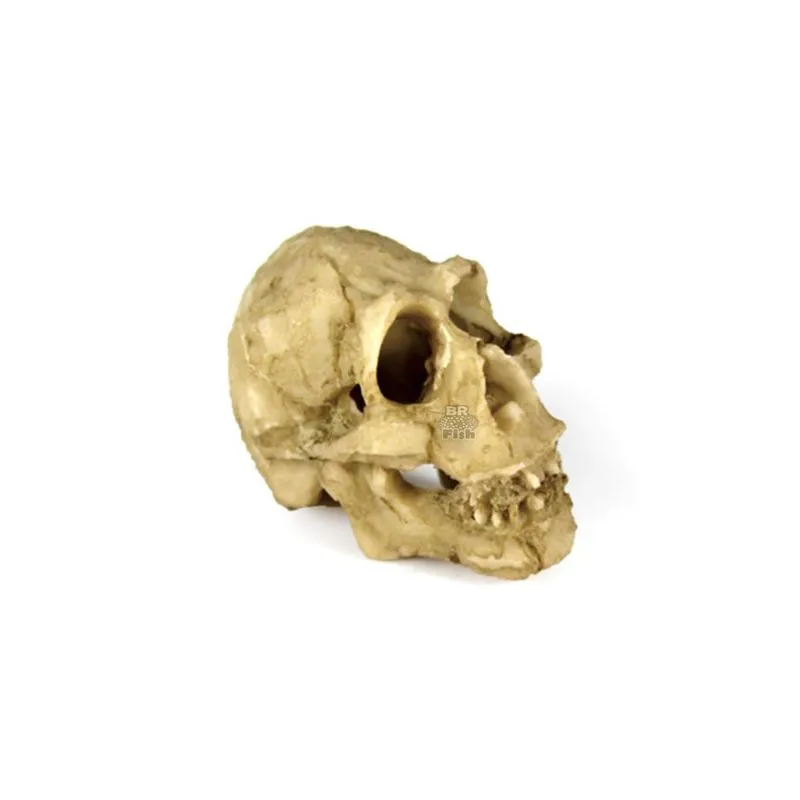 Crânio Neandertal Pequena Decoração Aquário Nomoypet NS-91
