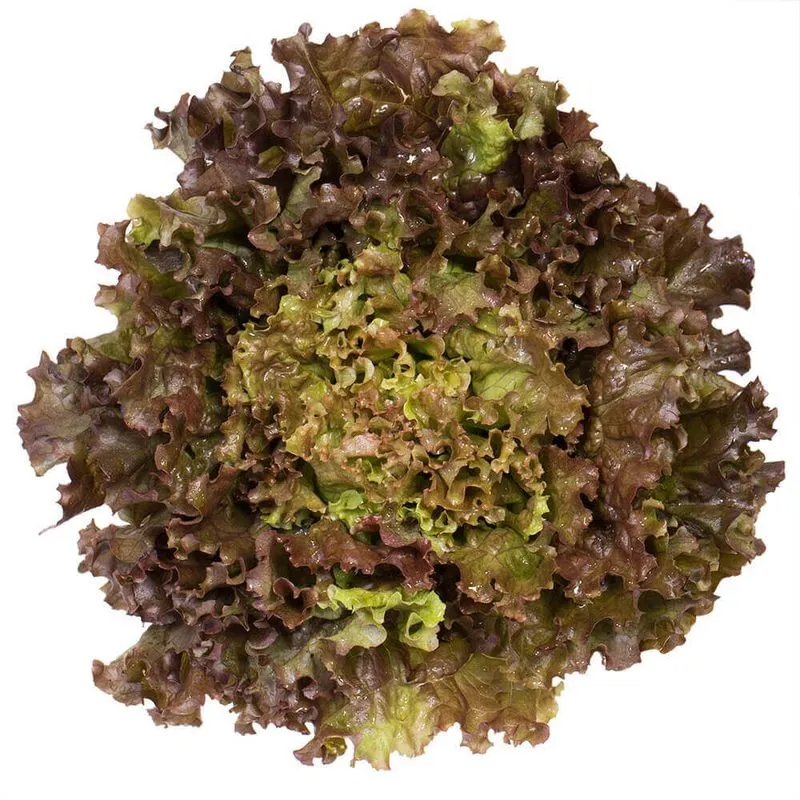 Alface Roxa Hidropônica Hasegawa