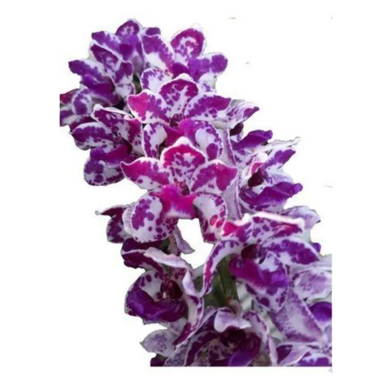Orquídea Rhynchostylis