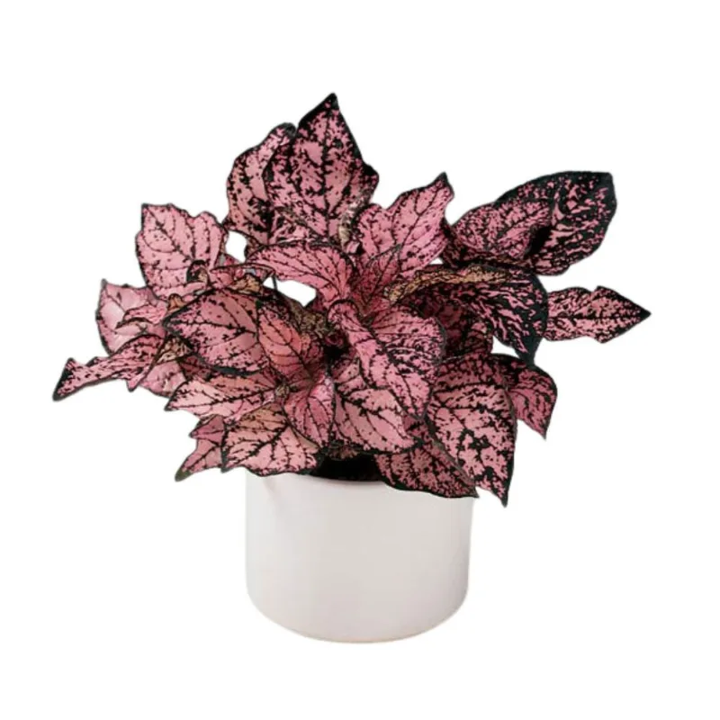 Flor Hipoeste PT09 Carrefour