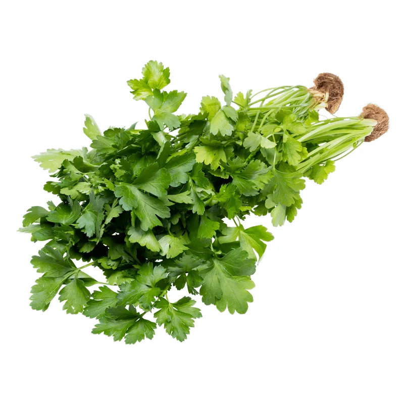 Salsa Hidropônica Embalada