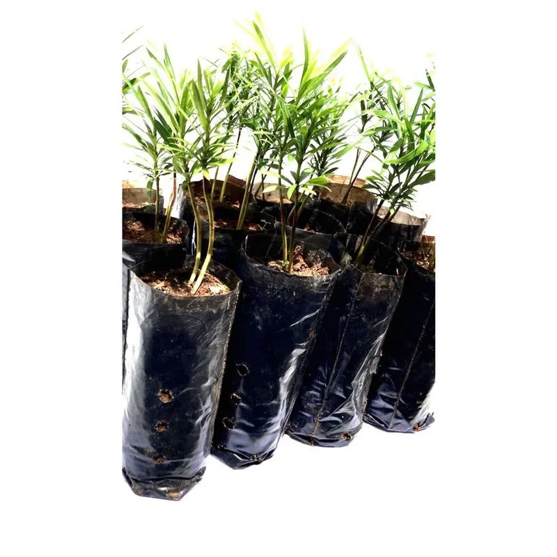 Mudas de Podocarpo Pinheiro Bravo de 10 a 15cm - 30un