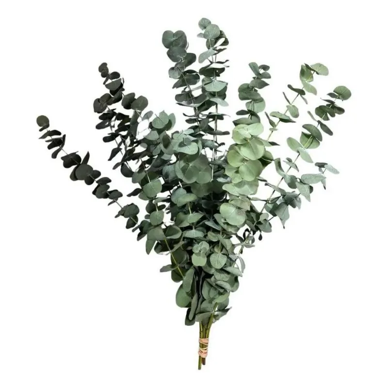 5x Buquê De Eucalipto Desidratado Natural Decoração Casament