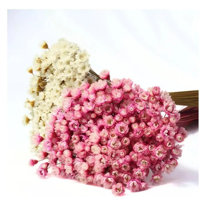 2 Sempre Vivas Florzinha Rosa E Branca Flores Desidratadas