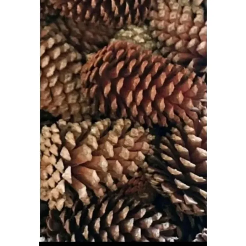 10x Pinhas Natural P/calopsitas Decorações Natal Kit 10 Uni
