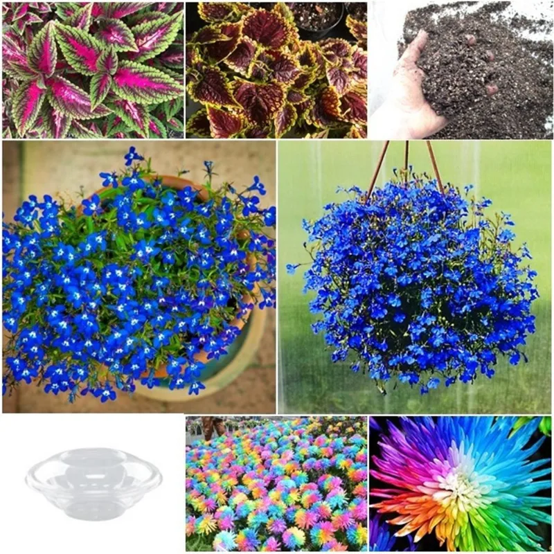 Kit raros 50 sementes AMARÍLIS + 1100 COLEUS + 100 crisântemo + estufa + substrato
