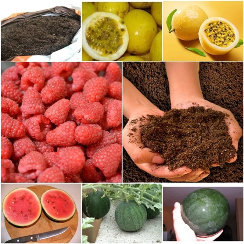 50 sementes maracujá + 60 framboesa vermelha + 50 mini melancia + super substrato
