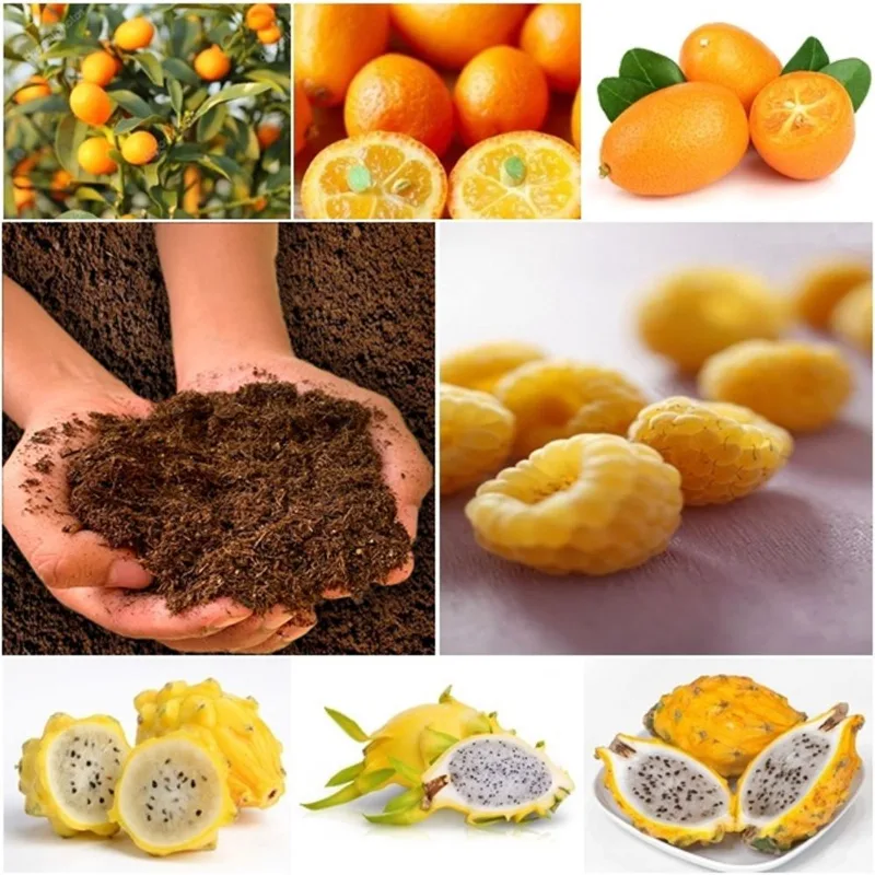 20 sementes laranja kikan + 60 framboesa amarela + 50 pitaya + super substrato