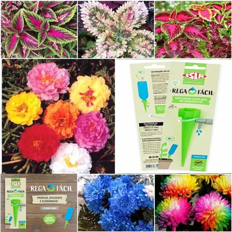 Kit raros 1200 sementes 11 horas + 1100 coleus + 100 crisântemo + gotejador