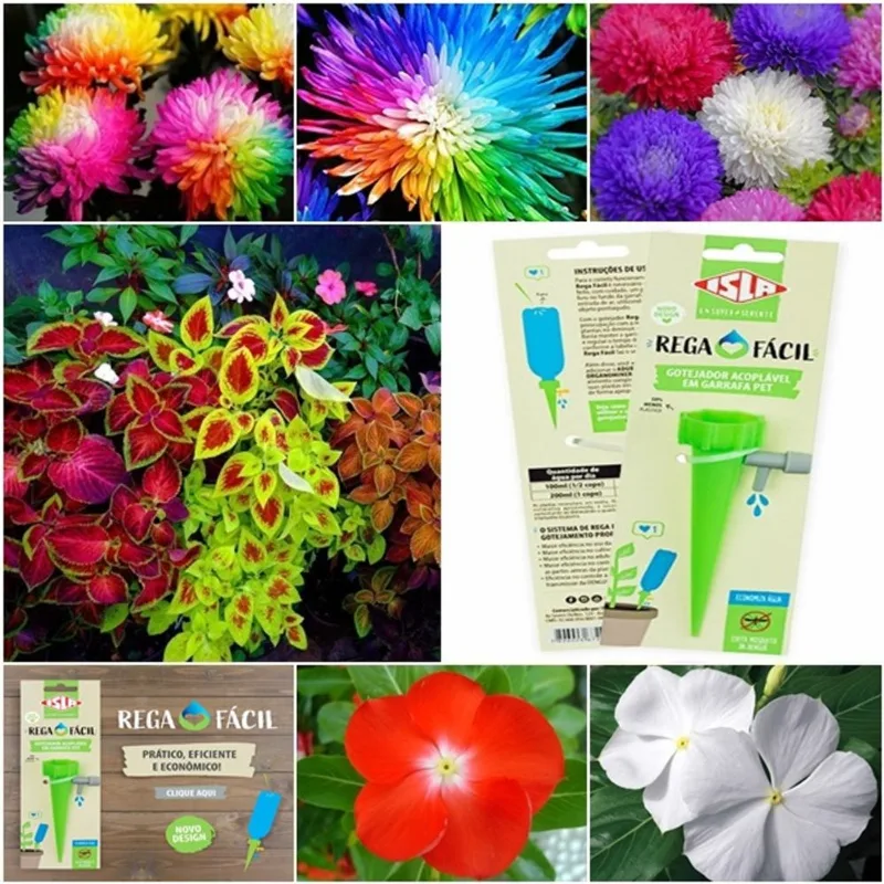 Kit raros 1100 coleus + 100 crisântemo + 50 vinca + gotejador