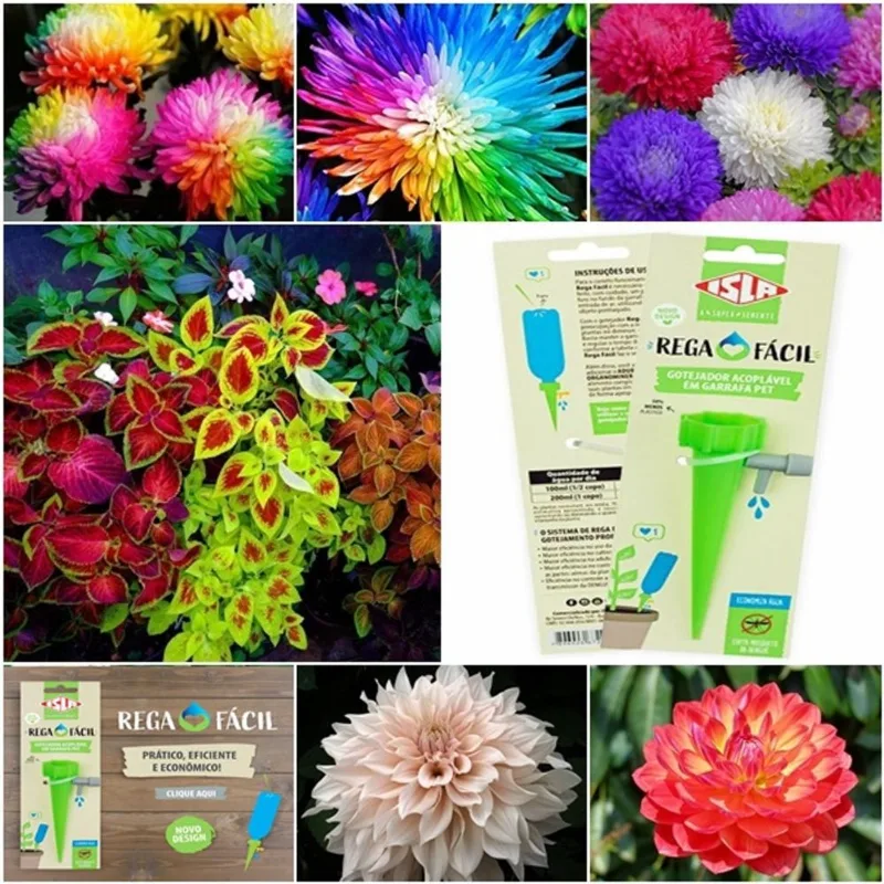 Kit raros 1100 coleus + 100 crisântemo + 100 dália gigante + gotejador