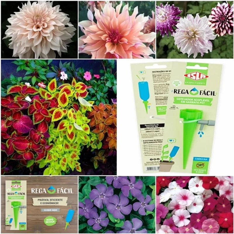 Kit 100 semenentes crisântemo + 50 vinca + 100 dália gigante + gotejador