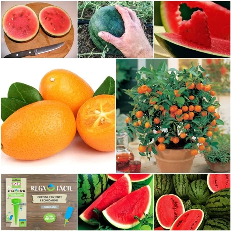 20 sementes laranja kikan + 50 mini melancia + gotejador